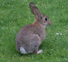 Wild-Kaninchen 037.jpg